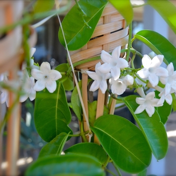 Stephanotis floribunda