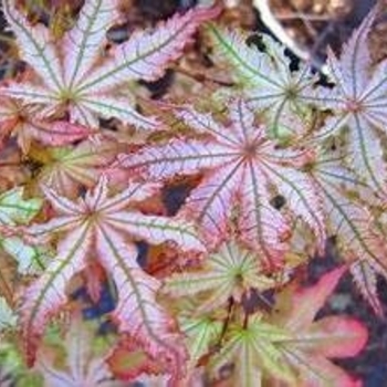Acer palmatum 'Peaches and Cream' 