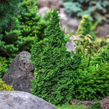 Thuja occidentalis 'IslPrim' 