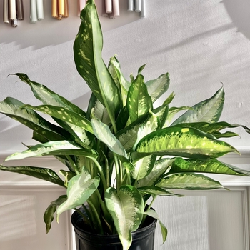 Dieffenbachia 'Panther' 
