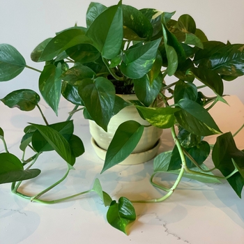 Epipremnum aureum