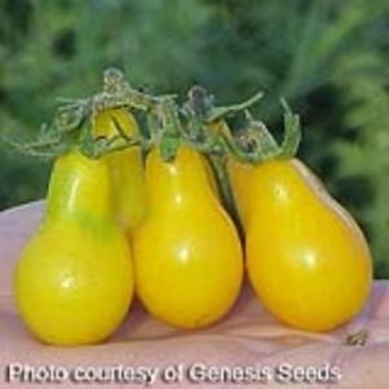Lycopersicon esculentum 'Yellow Pear' 
