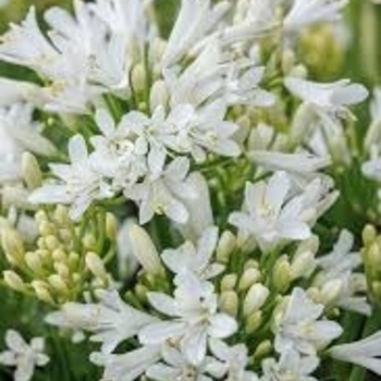 Agapanthus 'Monsapho' PPAF