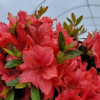 Rhododendron 'Fashion' 