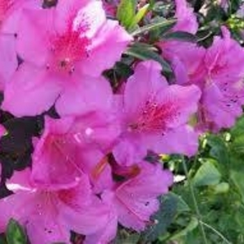 Rhododendron 'Formosa Lavender' 