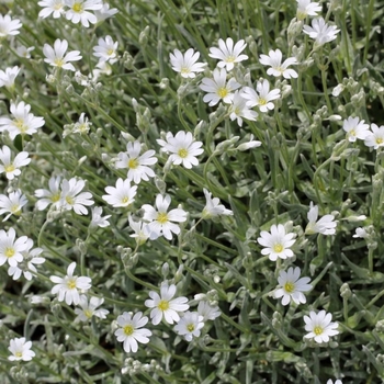 Cerastium tomentosum 'Silver Carpet' 