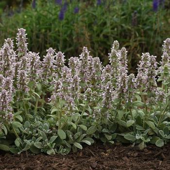Stachys byzantina 'Balstaclamb' PP35738