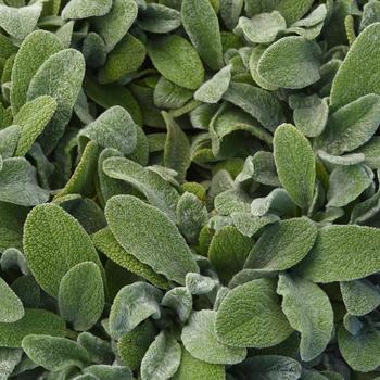 Stachys byzantina 'Little Lamb' (290881)