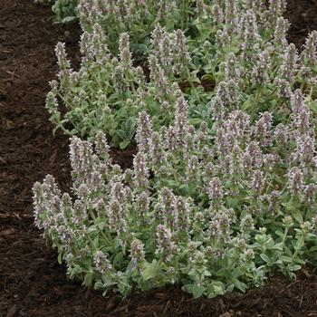 Stachys byzantina 'Little Lamb' (290883)