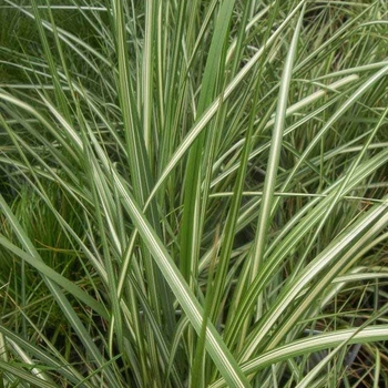 Calamagrostis x acutiflora 'Lightning Strike' 