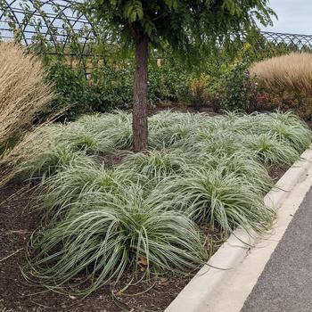 Carex oshimensis 'Feather Falls™' (290982)