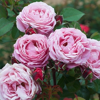Rosa 'Perfume Breeze™' 