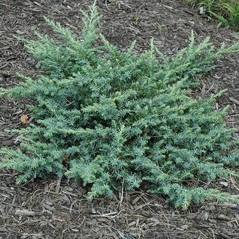 Juniperus conferta 'Silver Mist' 