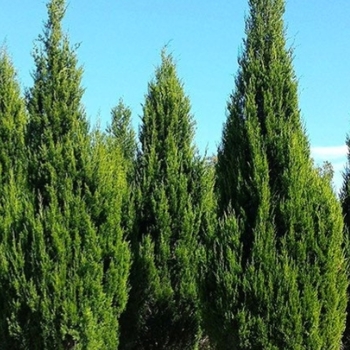Juniperus virginiana 'Brodie' 