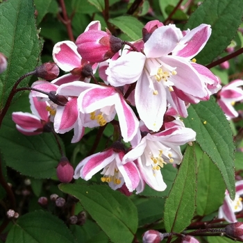 Deutzia x rosea 'NA74356' 