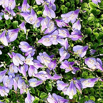 Mazus reptans