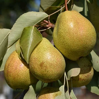 Pyrus calleryana 'Redspire' 