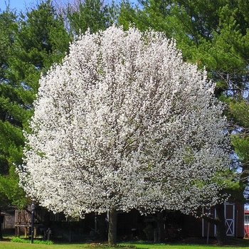Pyrus calleryana 'Autumn Blaze' 