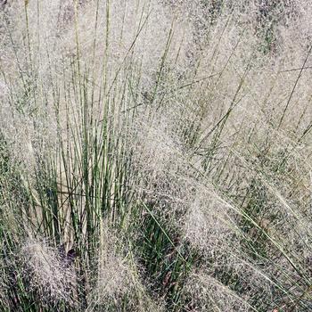 Muhlenbergia capillaris 'White' 