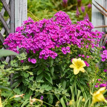 Phlox paniculata Garden Girls™ 'Material Girl' (291359)