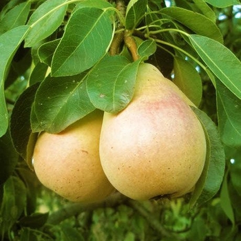 Pyrus communis 'Pineapple'