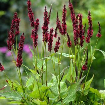 Persicaria amplexicaulis 'Blackfield' 