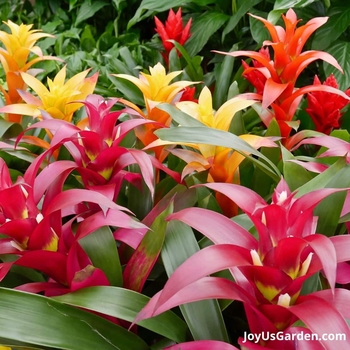 Guzmania 