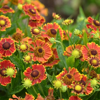 Helenium autumnale 'Bandera' PP27397