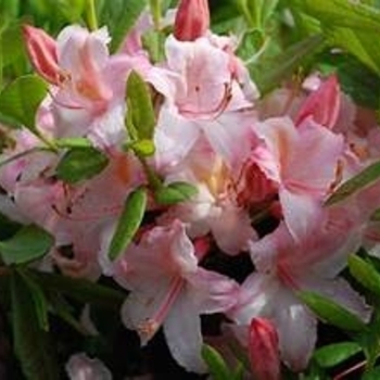 Rhododendron Northern Lights hybrid 'Candy Lights™' 