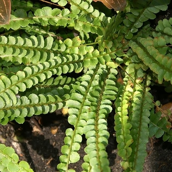 Nephrolepis 'Dainty Buttons&trade;' 
