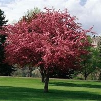Malus 'Purple Prince' 