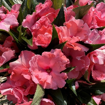 Impatiens hawkeri 'Roller Coaster Magenta' 