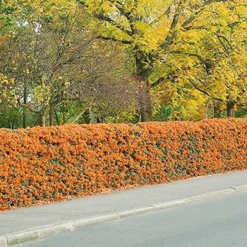Pyracantha 'Teton' 