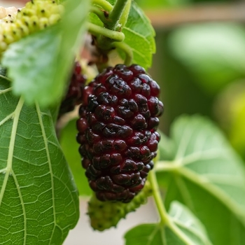 Morus nigra
