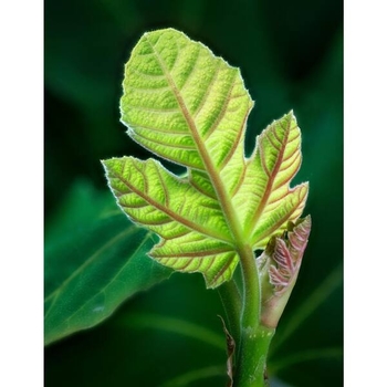 Ficus carica 'Chicago Hardy' 