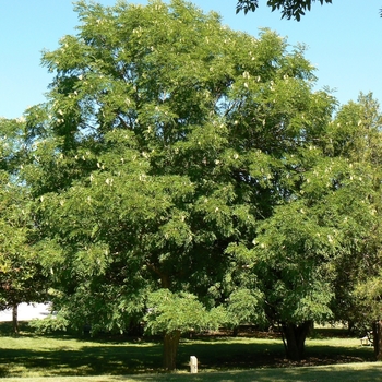Gymnocladus dioicus 'McKBranched' 