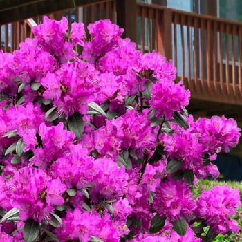 Rhododendron 'PJM Elite Star' 