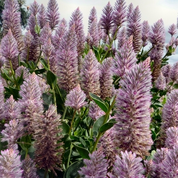 Ptilotus exaltatus 'Joey®' 