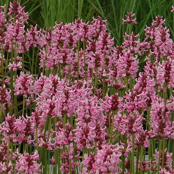 Stachys officinalis 'Pink Cotton Candy' 