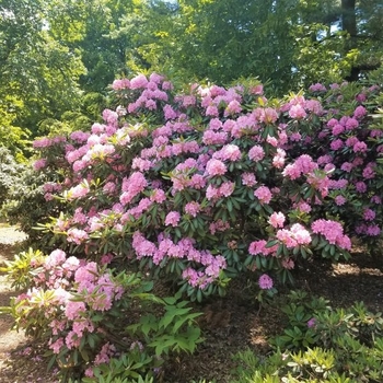 Rhododendron catawbiense 'Roseum Pink' 