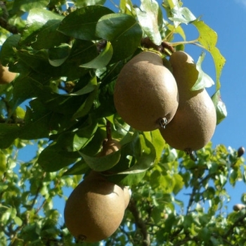 Pyrus communis 'Ayers' 