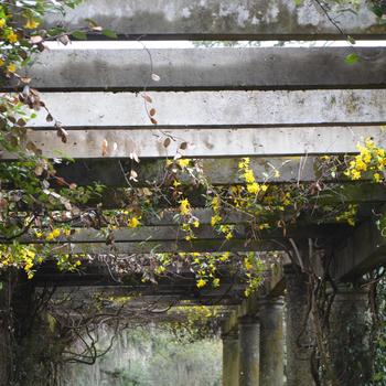 Gelsemium sempervirens '' (292168)
