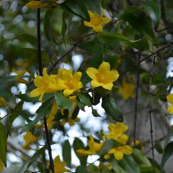 Gelsemium sempervirens