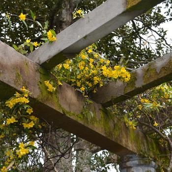 Gelsemium sempervirens '' (292170)