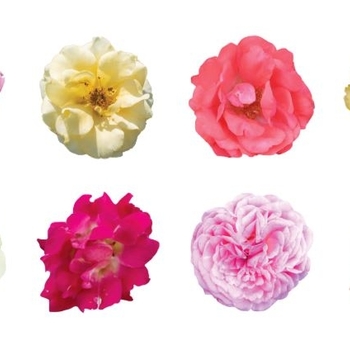Rosa 'Series' 