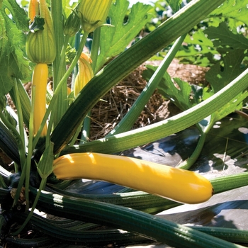 Cucurbita 'Golden Glory' 