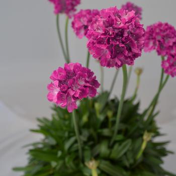 Armeria pseudarmeria Dreameria® 'Dream Weaver' (292304)