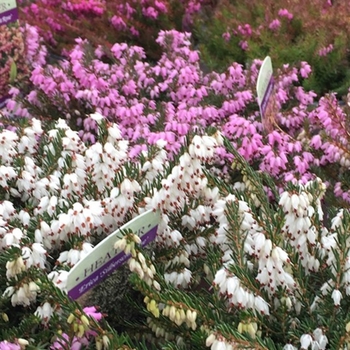 Erica darleyensis