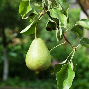 Pyrus communis 'D'Anjou ('Beurre D'Anjou')' 