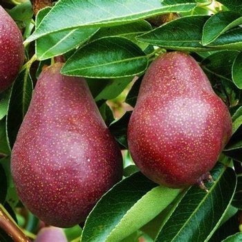 Pyrus 'Red Bartlett' 
